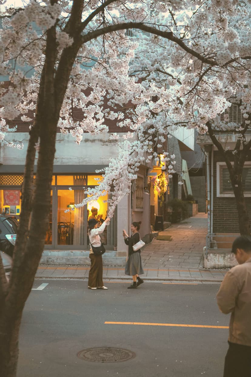 Cherry blossom street