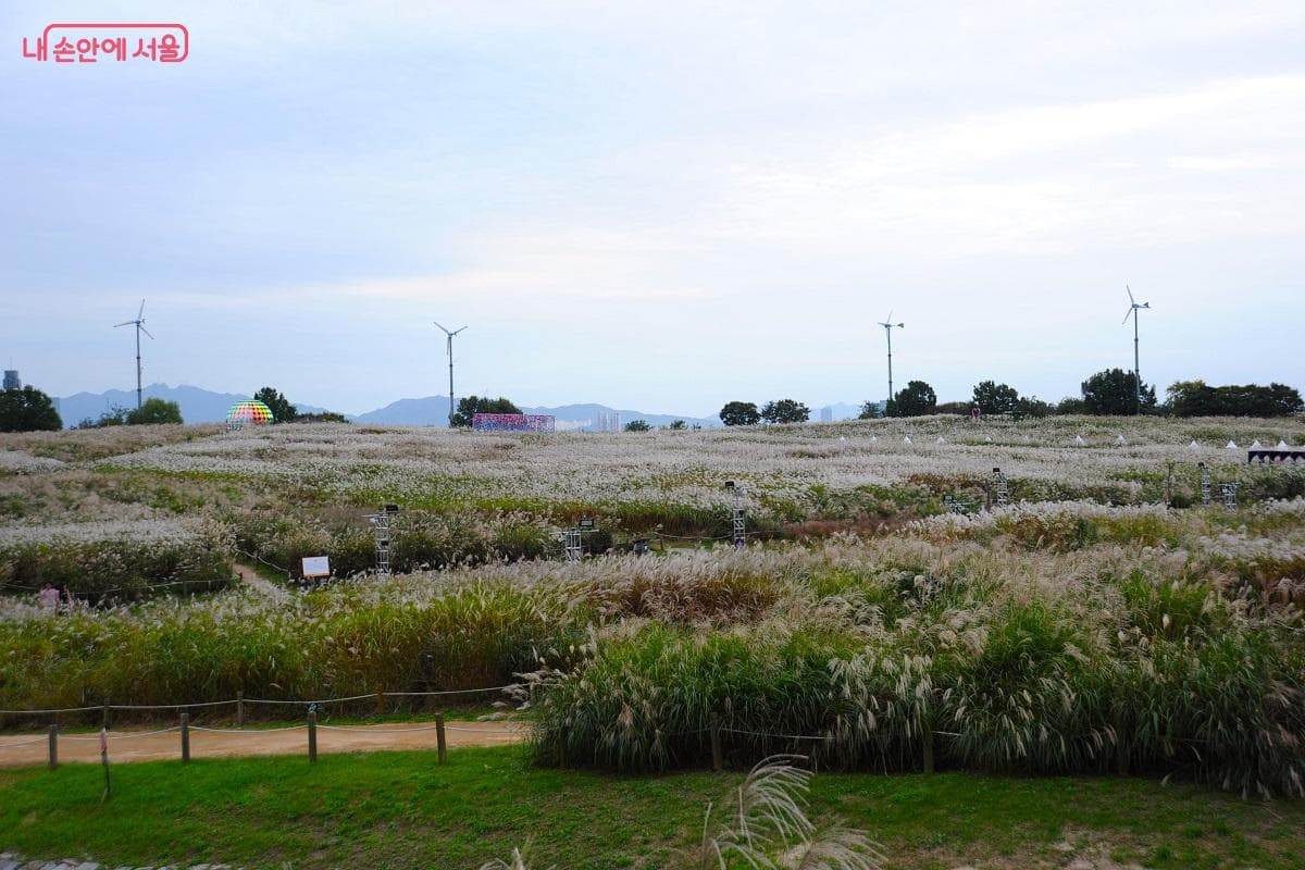 Haneul Park Silver Grass Festival and a Walk in World Cup Park