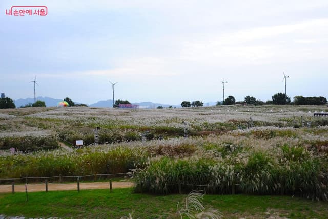 Haneul Park Silver Grass Festival and a Walk in World Cup Park
